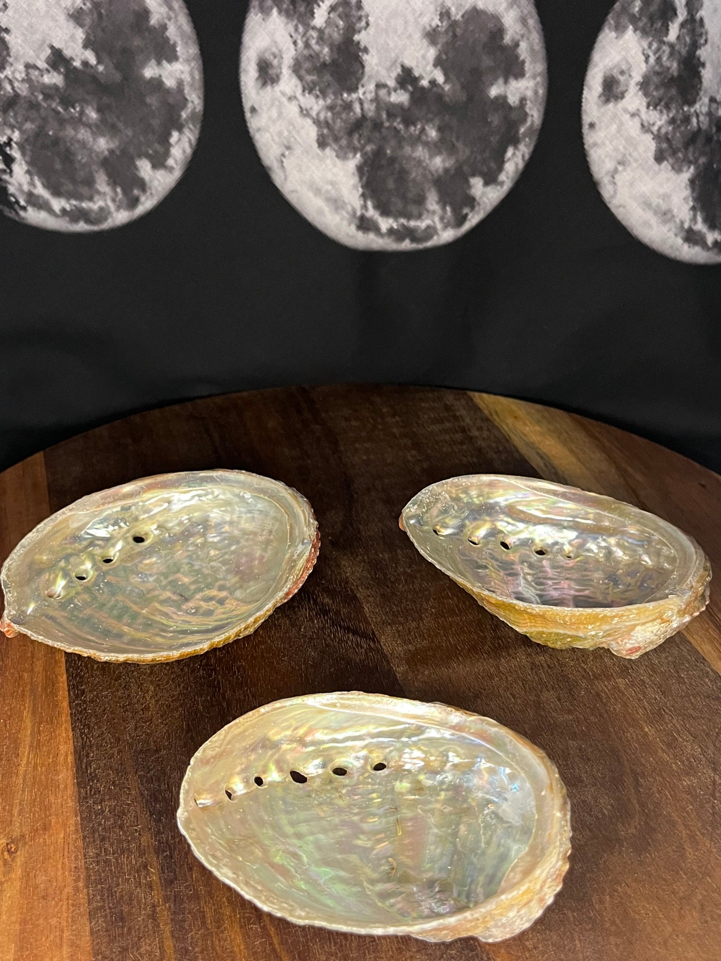 Abalone Shells