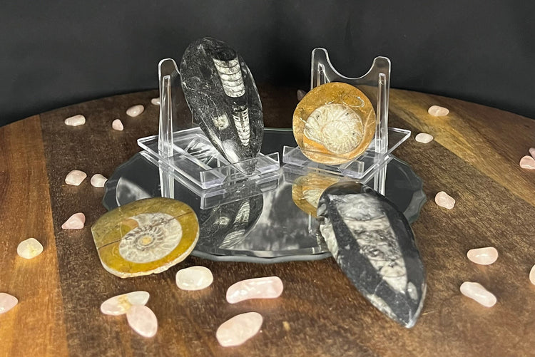 Fossils