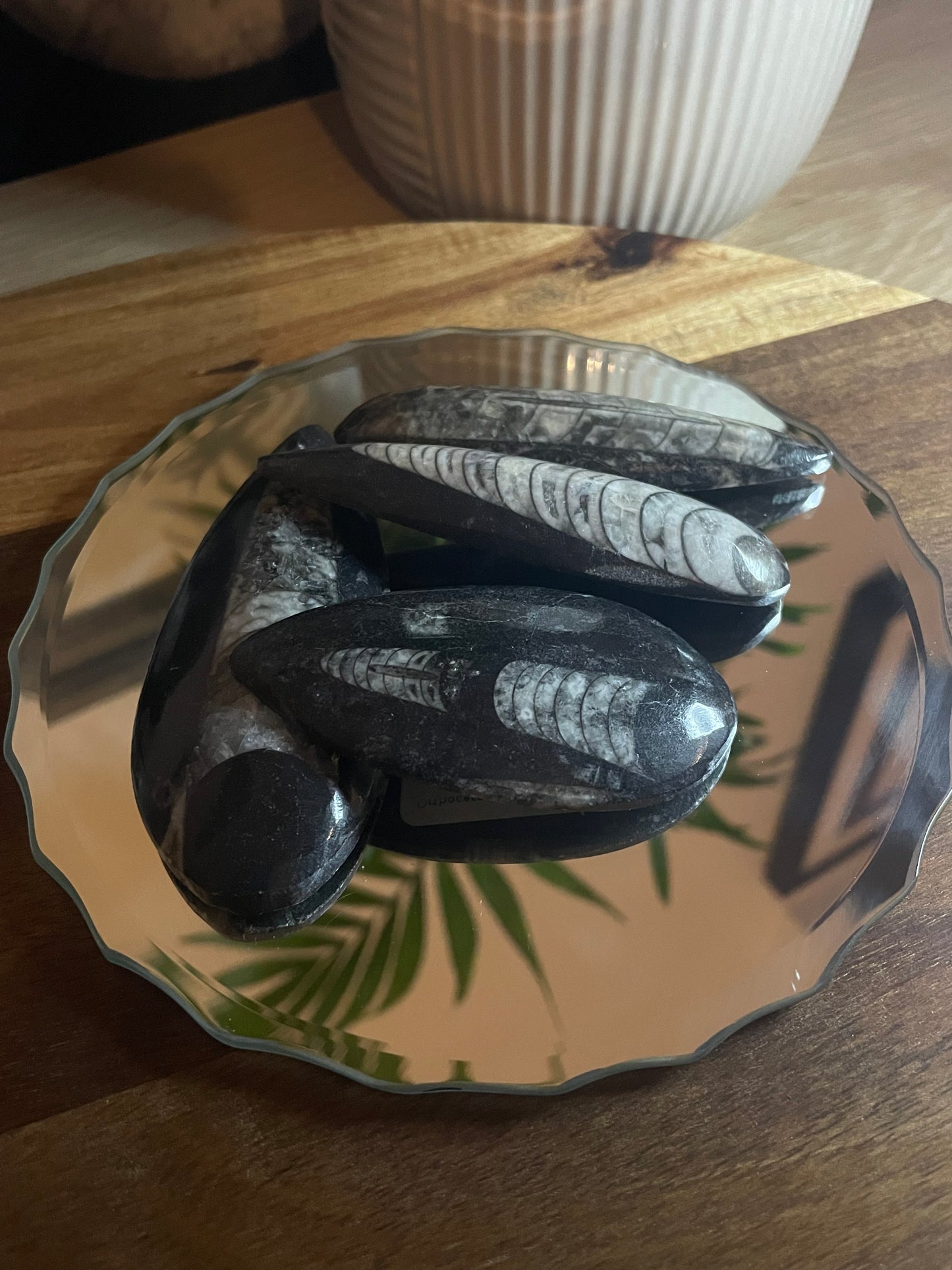 Polished Orthoceras 75mm-100mm