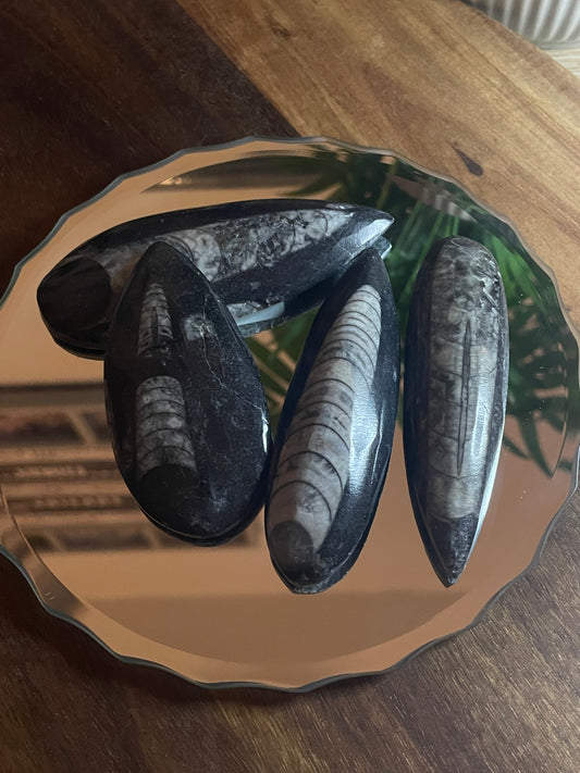 Polished Orthoceras 75mm-100mm